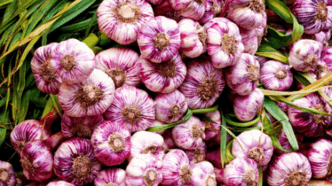 Northside Produce Market November 1 Highlights