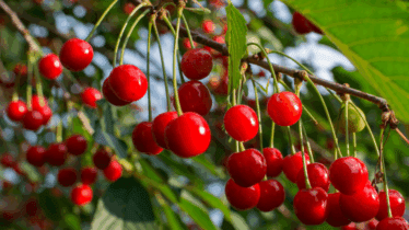 Northside Produce Market November 15 Highlights