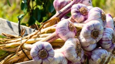 Northside Produce Market January 17 Highlights