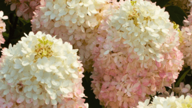 Northside Produce Market March 7 Highlights