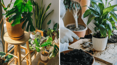 Indoor Plant Care for Beginners