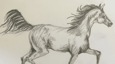 Drawing Animals